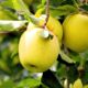Яблоко-груша Голден Делишес оптом